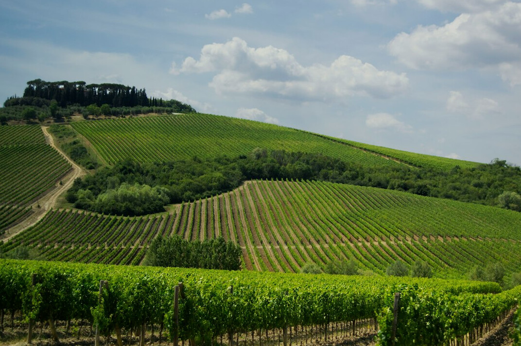 tuscany vineyard landscape